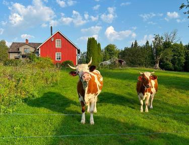 Farm Stay Between Forests and Meadows in Boras