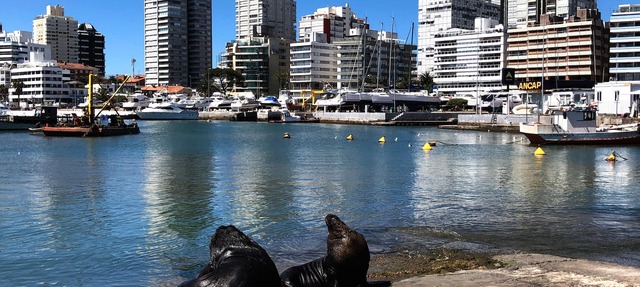 Funcional y Acogedor Apto. en la Península de Punta del Este in Punta del Este