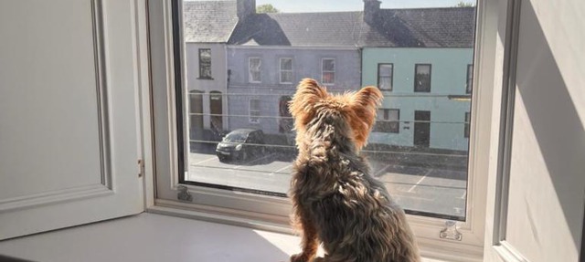 Turk in Kilrush